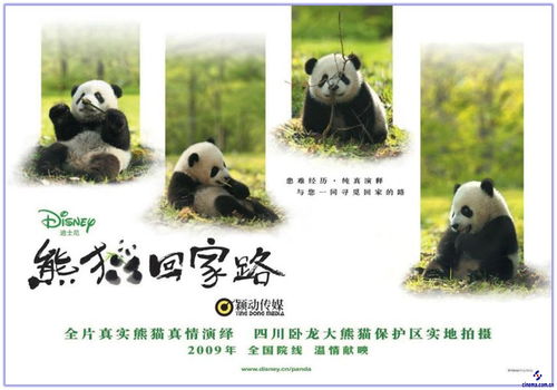 熊猫回家的路电影动画片